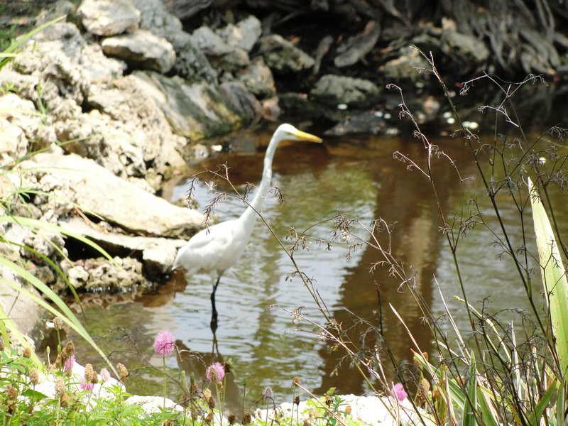 egret at lily pond