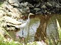 egret at lily pond