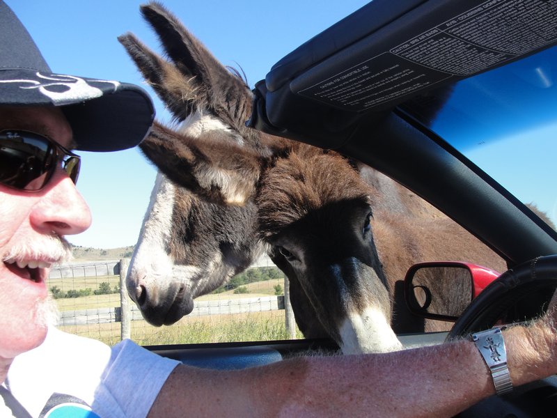 Burro scratching his nuzzle inside the car