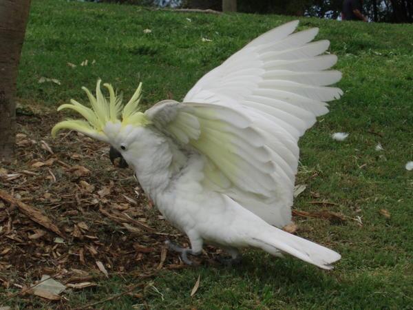 A Cockatoo