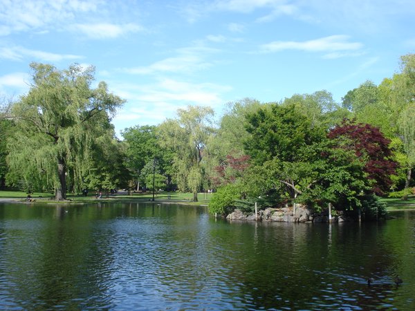 Swan Lake/Pond in Boston Commons