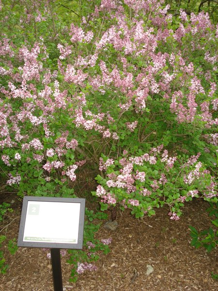 Labeled Japanese Lilac Bush