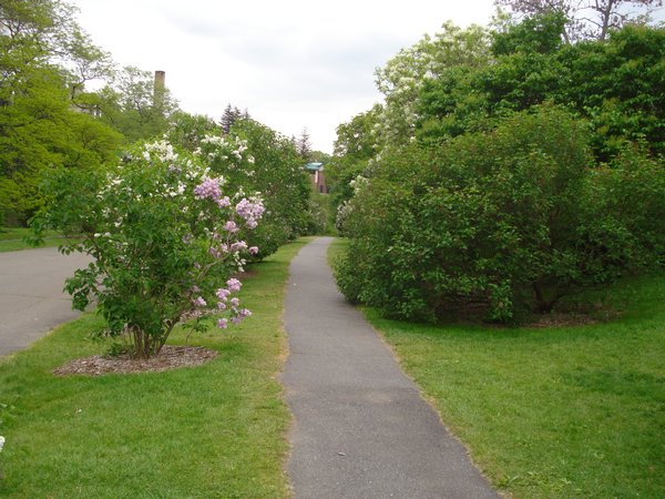 Running Path in Arnold Arboretum