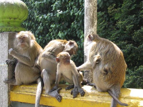 Monkeys at Batu Caves