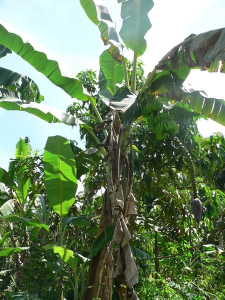 Banana plant bearing fruit
