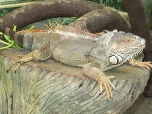 Green iguana - popular pet