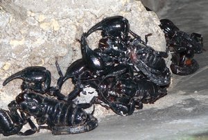 Giant Malaysian scorpions