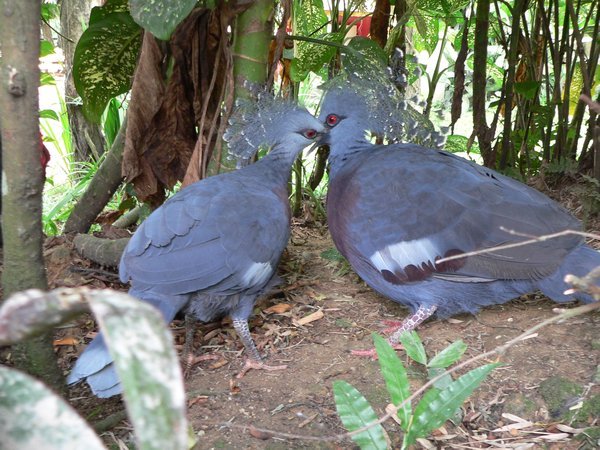 Pigeon pair kissing
