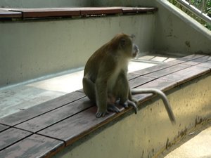 First monkey sighting