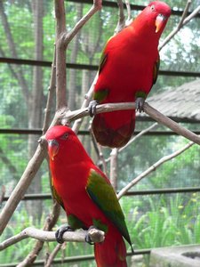 Red lory pair