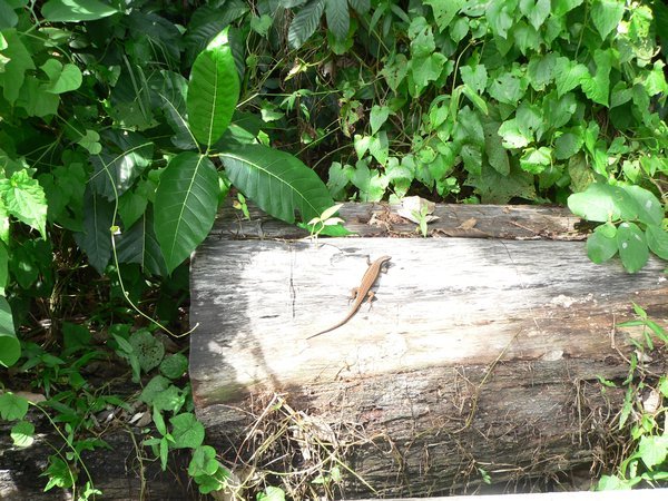Lizard on a log