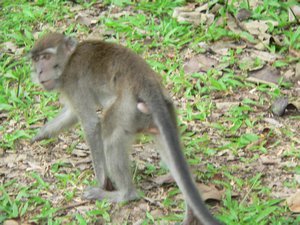 Macaque on the grass