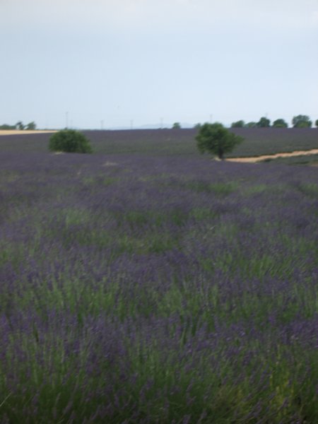 Lavender field in the Provence