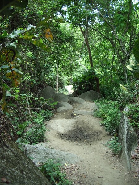 Jungle Trail Tayrona National Park