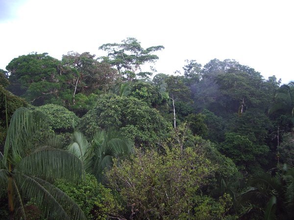 It is the rainforest
