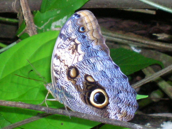 mariposa Belize