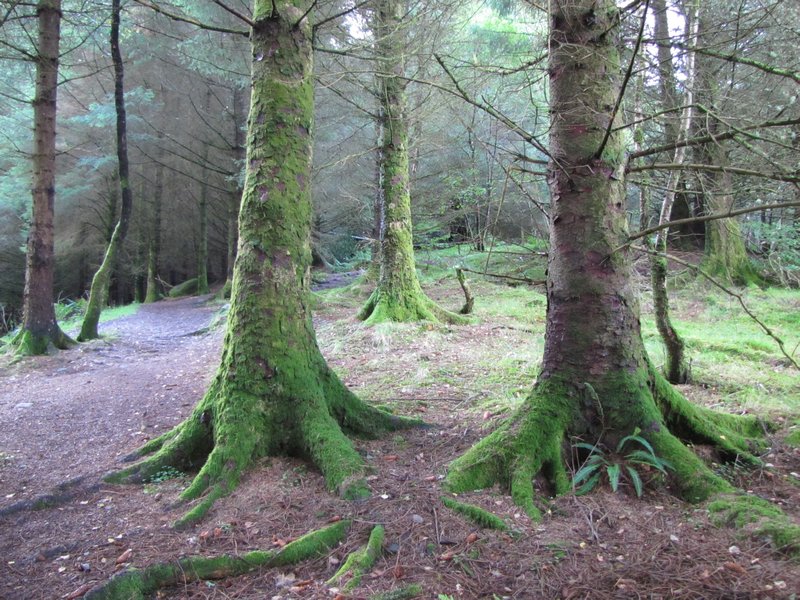 Mossy Trees