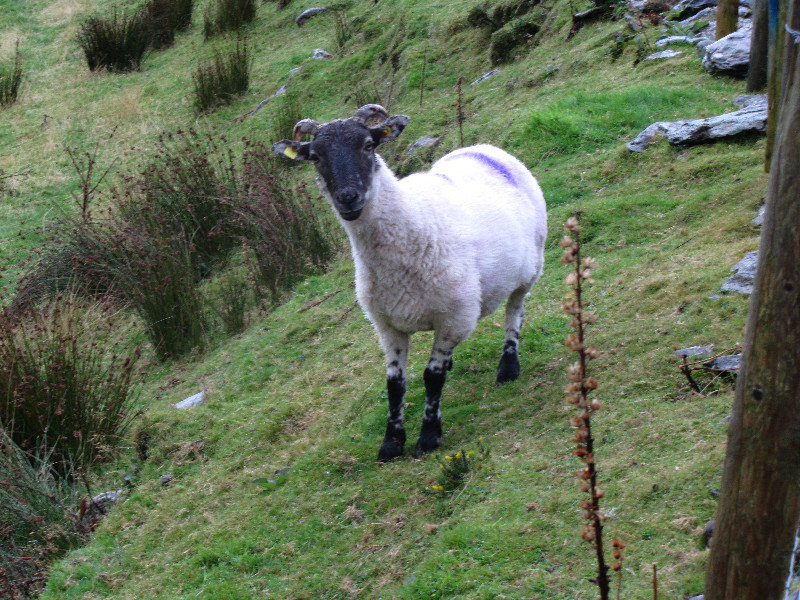 2 Sheep on Ring of Kerry Peninsula