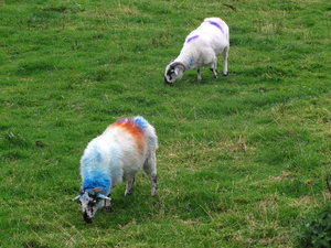 1 Sheep on Ring of Kerry Peninsula