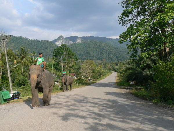 bringing the elephants home