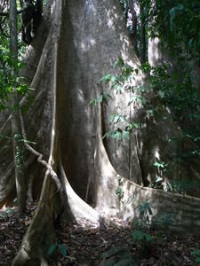 massive dipterocarps tree