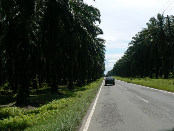 endless palm oil 