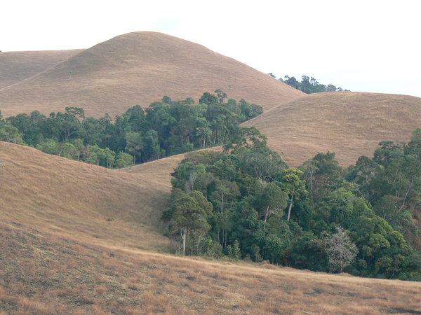 savanna hills