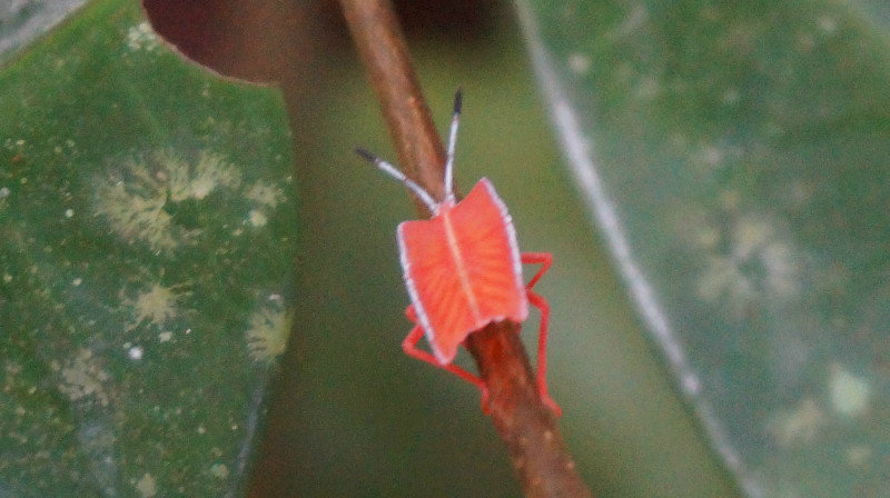 cute bug