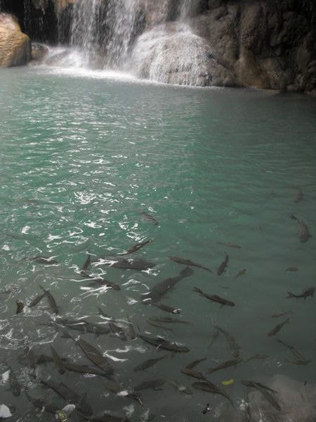 Fish and Waterfall