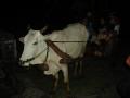 Cow Cart