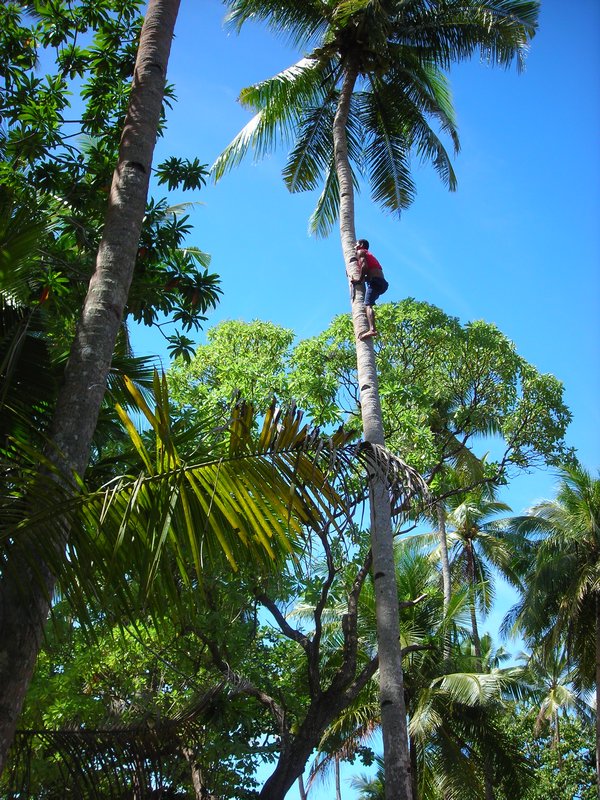 Coconut Climber