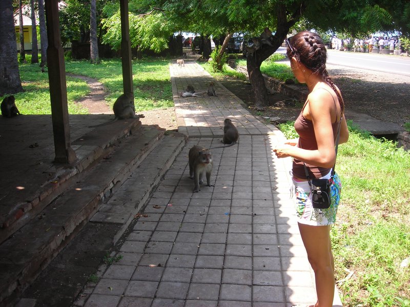 Tame Macaques