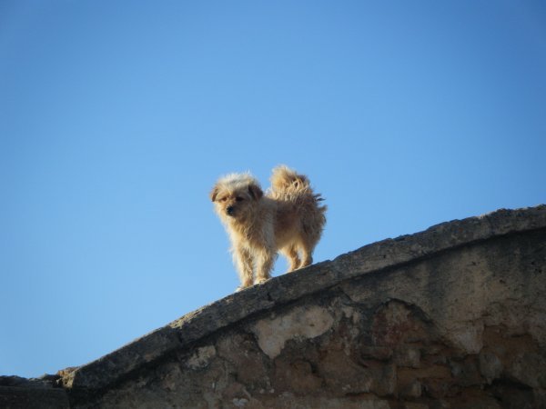 A dog on a roof.