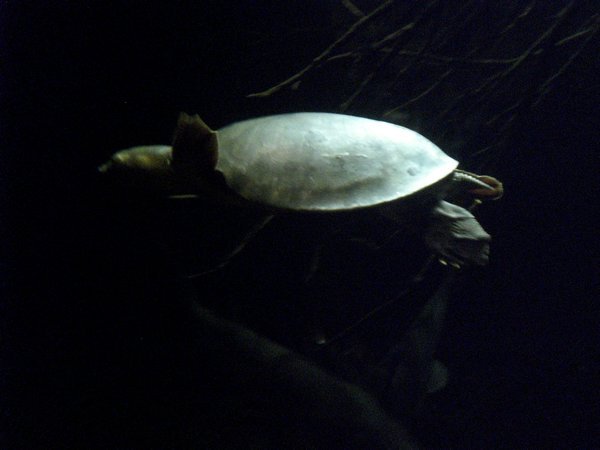 Turtle #1