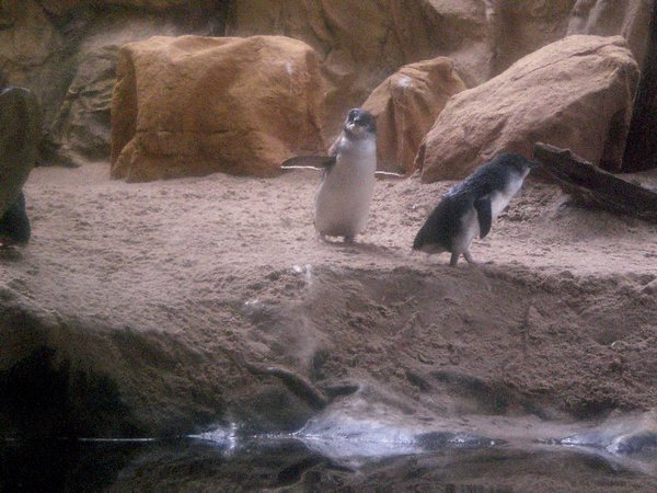 Penguins!