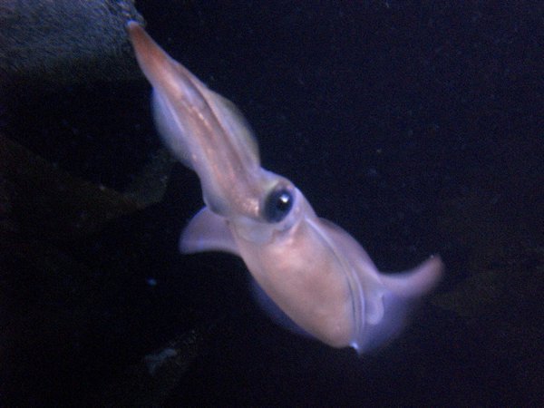 A cute squid