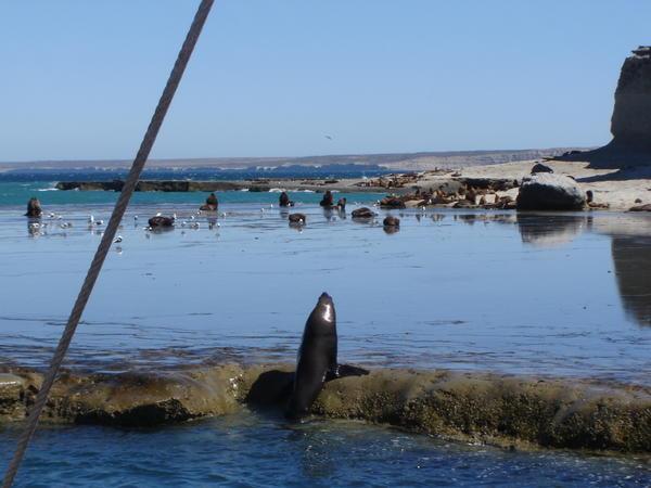 Sea Lions... or Elephant Seals