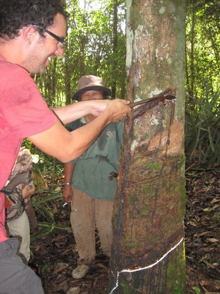 Tapping a Rubber Tree