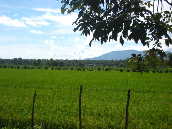 Fields in Lombok