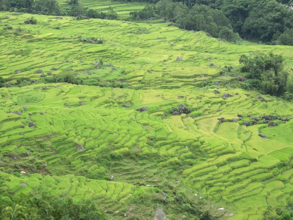 We Love the Curves of the Rice Paddies
