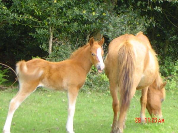 Mum and Foal