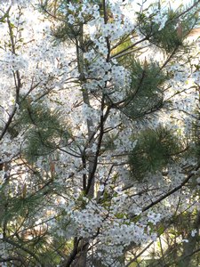 Cherry blossoms and pine