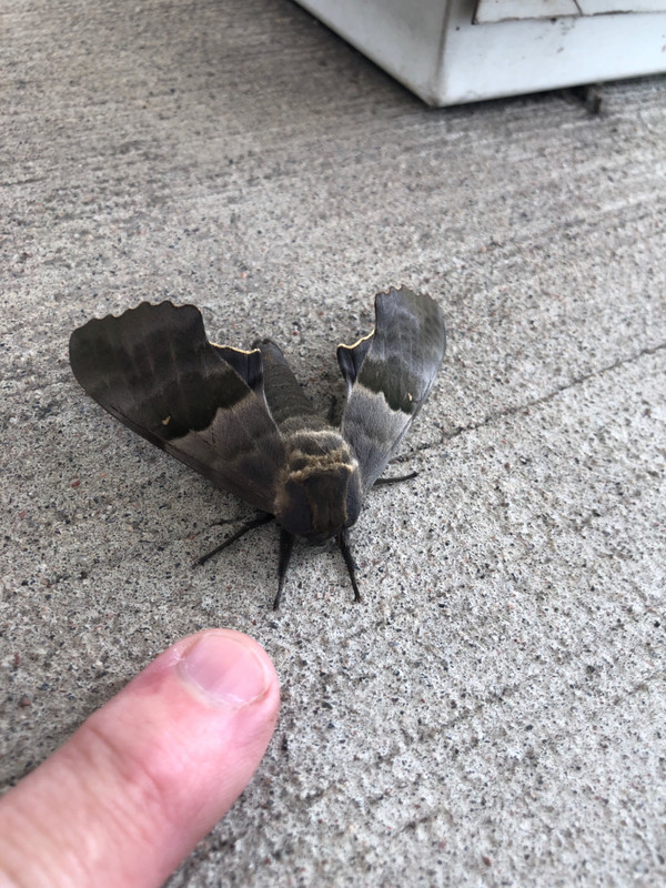 Quite a moth!