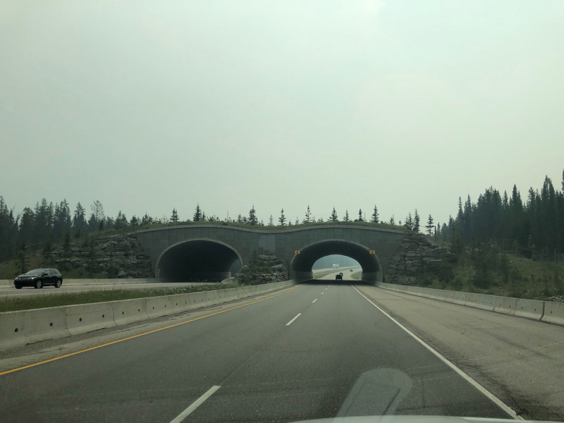Alberta wildlife bridge.