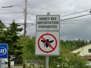 killer bee fears?