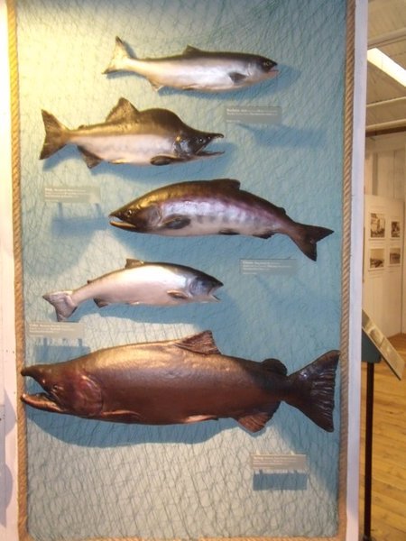 local salmon species