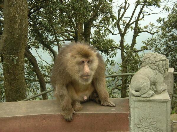 Emei Shan Monkeys 15