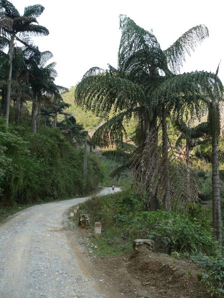 Giant Palm fringed old road to Khafang
