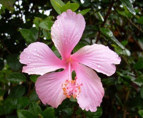 Hibiscus (Pink)