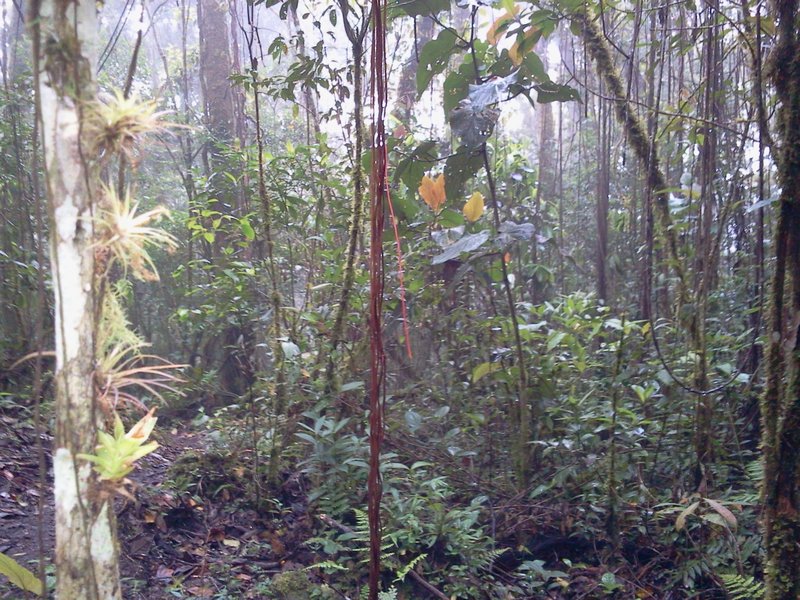 Pristine Amazon Forest